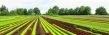 agronom.jpg